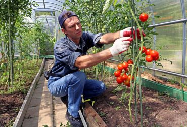 Експерти прогнозують дефіцит тепличних овочів цього сезону на українському ринку