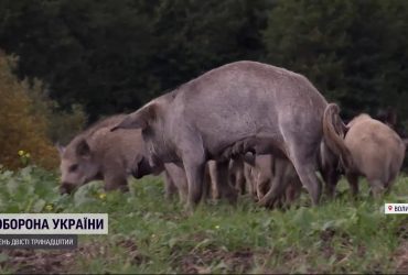 На Волині свої окупанти: дикі свині тероризують одразу кілька сіл