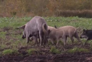ЗМІ дізналися, як дикі окупанти псують життя людям на Волині (відео)