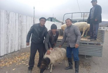 В РФ начали выдавать мелкий рогатый скот в виде материальной помощи семьям мобилизованных