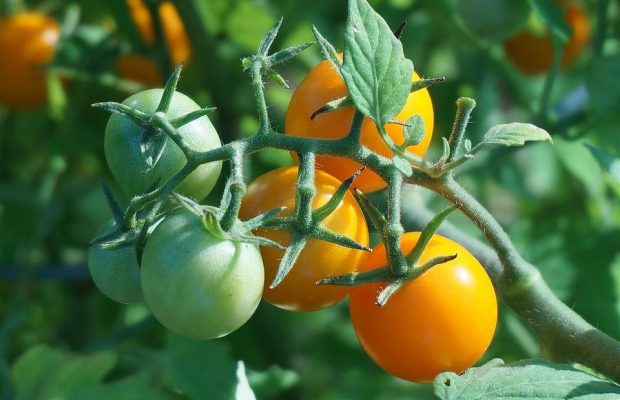 Как заставить быстро покраснеть помидоры: 3 проверенных способа