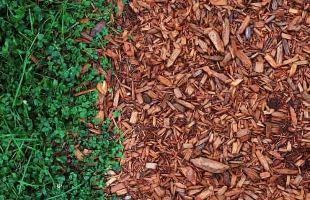 Чим мульчувати город і сад восени: 6 найкращих варіантів для захисту ґрунту