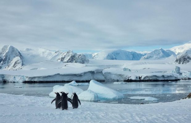 Моторошний голос Антарктики: полярники показали, як "розмовляє" крига в океані (відео)