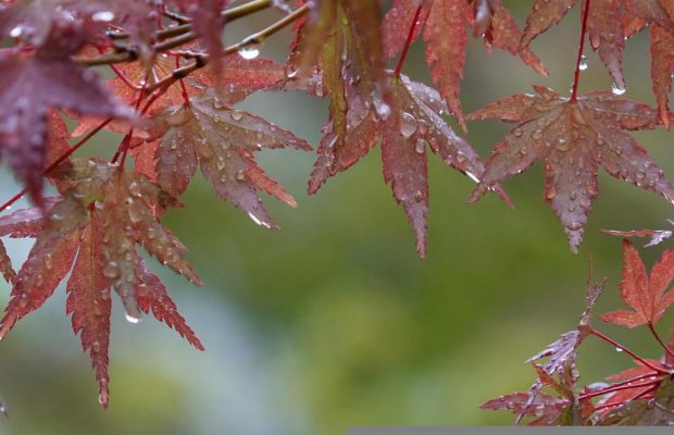 Народне свято 8 жовтня: що можна зробити і які люди народжуються сьогодні