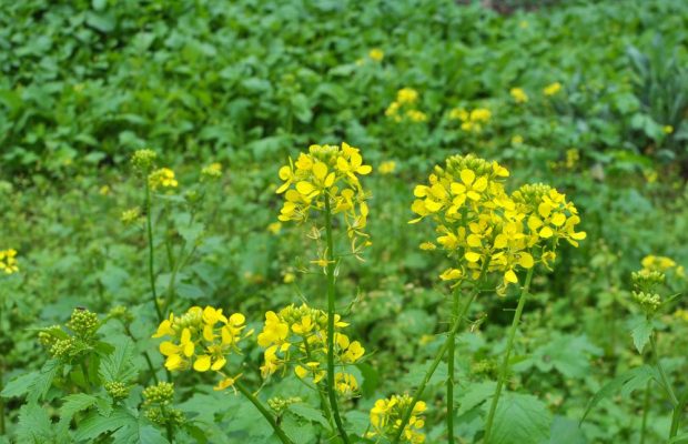 5 найкращих сидератів для городу на зиму: захистять і удобрять грунт, поліпшать урожай