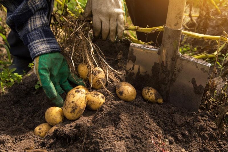 Вплив добрива на рост картоплі