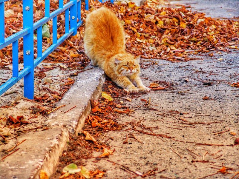 Сьогодні свято / фото Pixabay