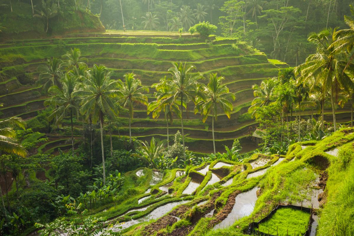 Рисовые террасы в Тегаллаланге на Бали нередко разочаровывают туристов / фото ua.depositphotos.com