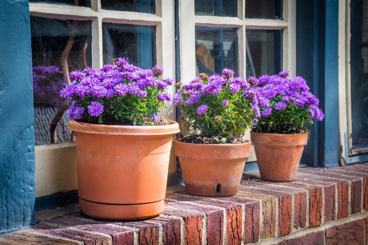 Как правильно развести аспирин для полива цветов / фото depositphotos.com Как правильно развести аспирин для полива цветов / фото depositphotos.com