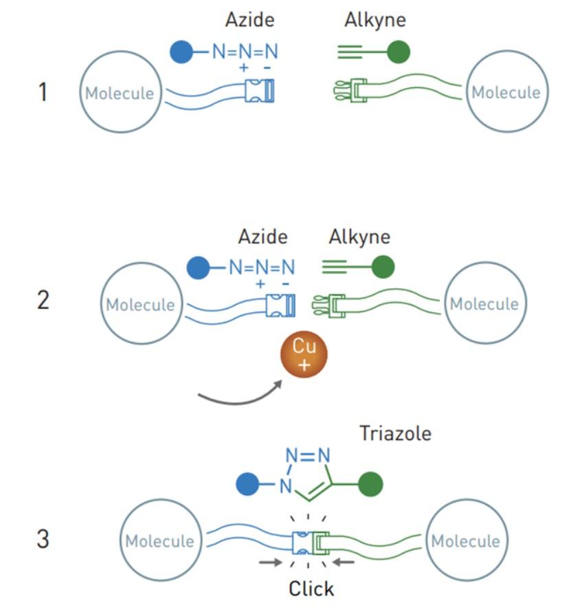 Схема реакции азид-алкинового циклоприсоединения