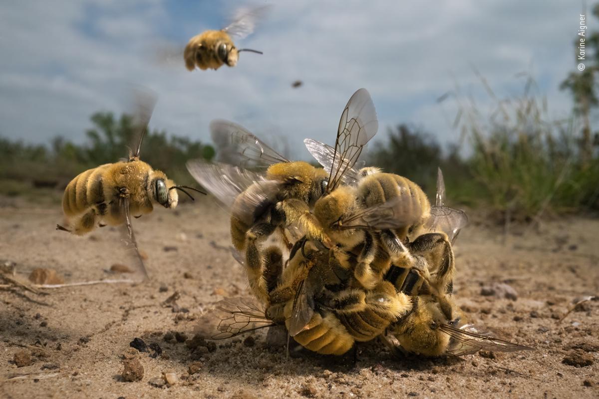 "The big buzz" by Karine Aigner (Adult Grand title Winner) / фото nhm.ac.uk "The big buzz" by Karine Aigner (Adult Grand title Winner) / фото nhm.ac.uk