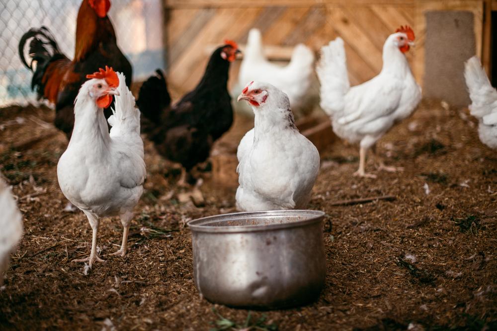 Московський слід в історії з блокуванням імпорту української курятини до Молдови