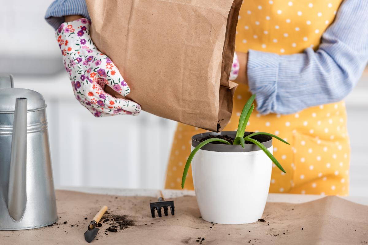Как пересадить алоэ / depositphotos.com Как пересадить алоэ / depositphotos.com