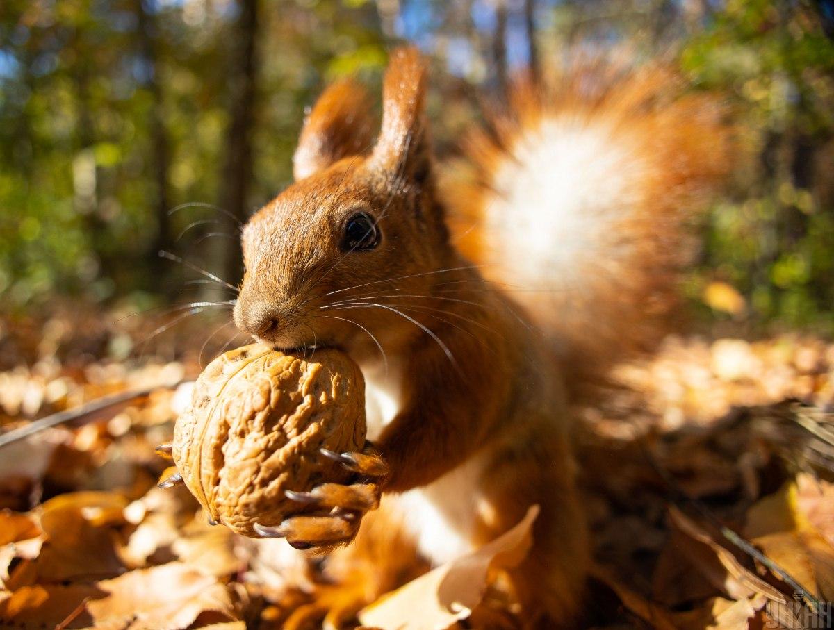 яке сьогодні свято