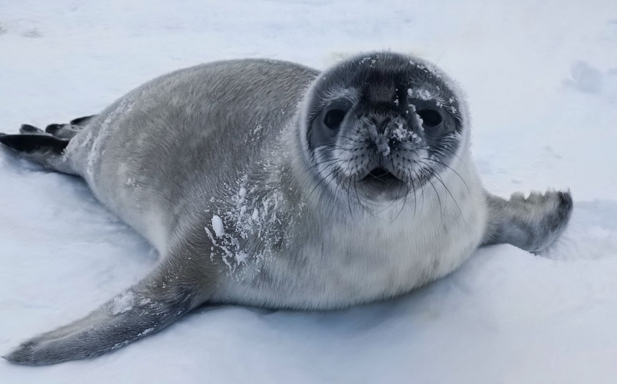 Тюленята в Антарктиде / фото Марта Дзиндра