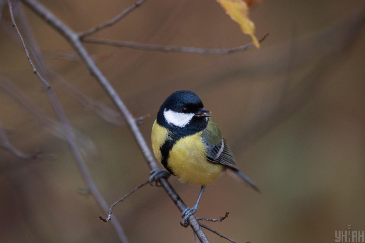 Погода в Києві / фото УНІАН Погода в Києві / фото УНІАН