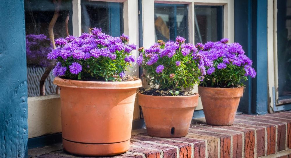 Причины и способы предотвращения засыхания цветов в квартире