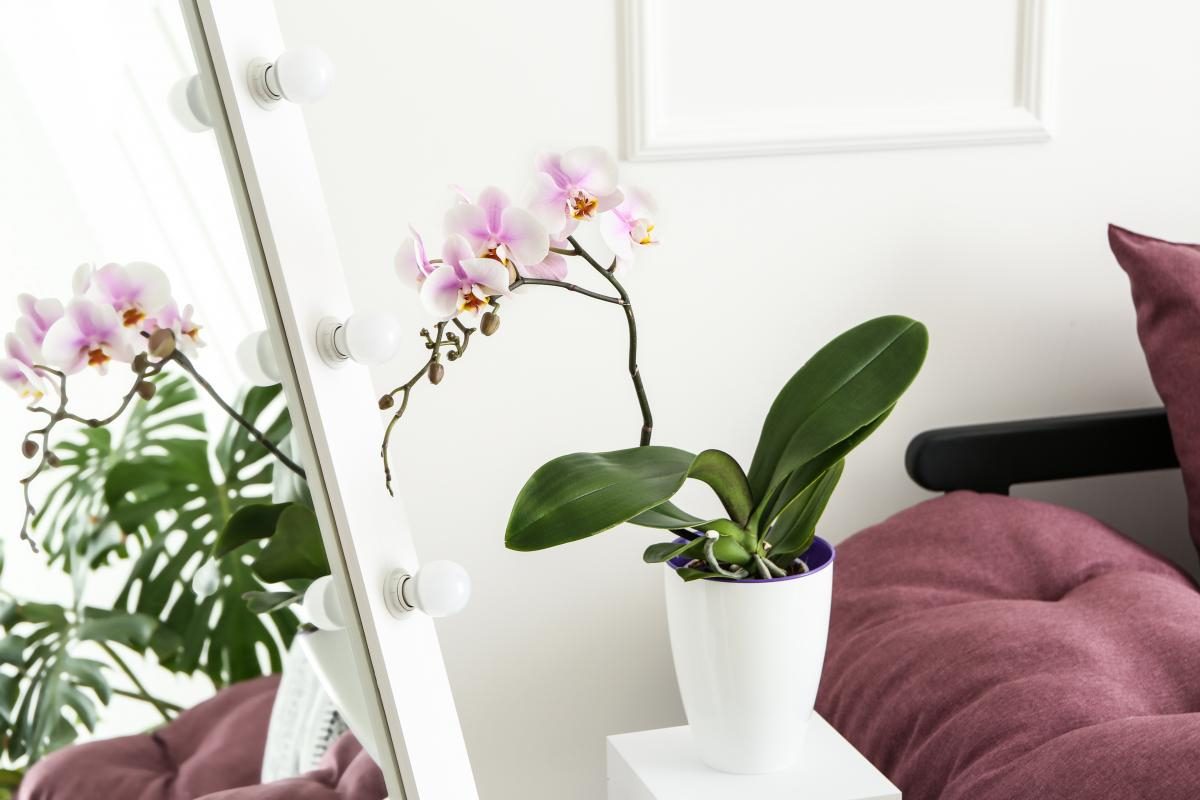 Желтеют листья у орхидеи: почему и что делать?