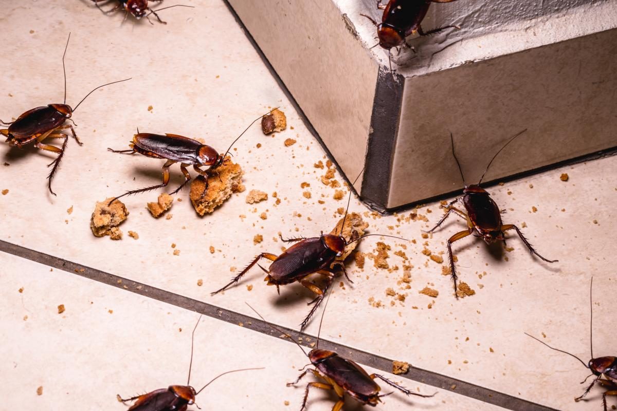Как избавиться от тараканов в доме: 5 простых шагов