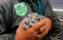 На Одещині в дику природу випустили червонокнижних хом’яків (фото, відео)