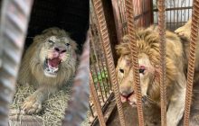 На Київщині під час ракетної атаки постраждав лев з центру порятунку диких тварин