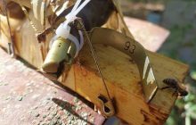 Під Києвом бджоли самі "розмінували" вулик, в якому окупанти залишили гранати (фото)