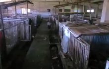 Российские войска обустроили "казарму" в свинарнике (видео)