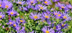 Чи потрібно обрізати айстри на зиму: ось що роблять досвідчені садівники