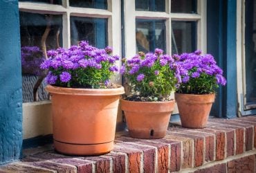 Why do flowers quickly fade in the house: signs and reasons
