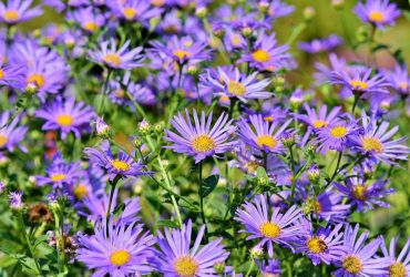 6 неприхотливых цветов для посадки на зиму: подходят для новичков