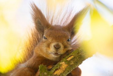 На вихідних Україну розігріє до +25, - синоптикиня Діденко