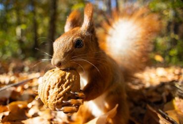 10 листопада: народне свято і заборони, звичаї, прикмети погоди