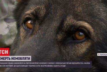 На Рівненщині домашній пес загриз півторамісячного малюка