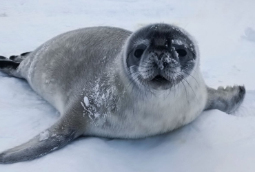 Українські полярники показали тюленят Мирко та Мрію (фото)