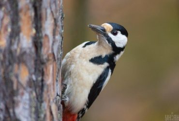 У середу температура в Україні підскочить до +15° (карта)