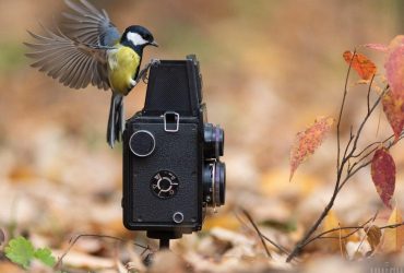 Як птахи зустрічають осінь в одному з київських парків (фоторепортаж)