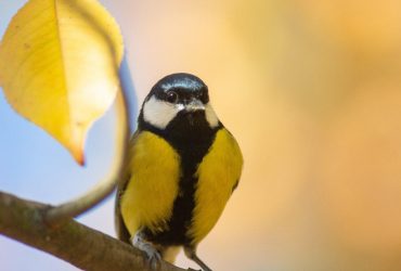 В Украину идет длительное потепление - народный синоптик