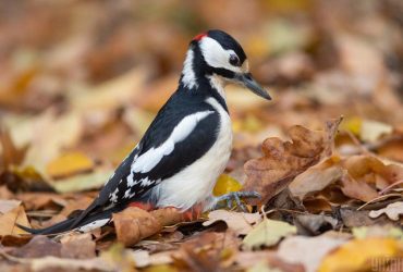 Свята та вихідні у листопаді 2022: що відзначаємо та як відпочиваємо