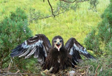 В Чернобыле поймали на фото редких краснокнижных птиц