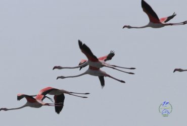 More than two hundred flamingos flew to the Odesa region reserve (photo)