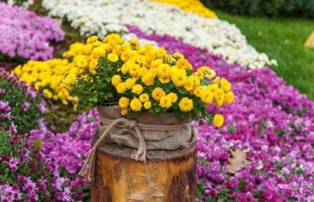 Відкриття виставки хризантем на Співочому знову переноситься
