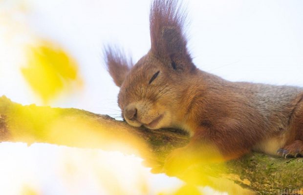 Мимиметр зашкаливает: ленивая белочка порадовалась солнышку в киевском парке (фоторепортаж)