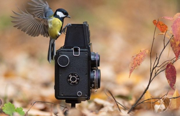 Как птицы встречают осень в одном из киевских парков (фоторепортаж)
