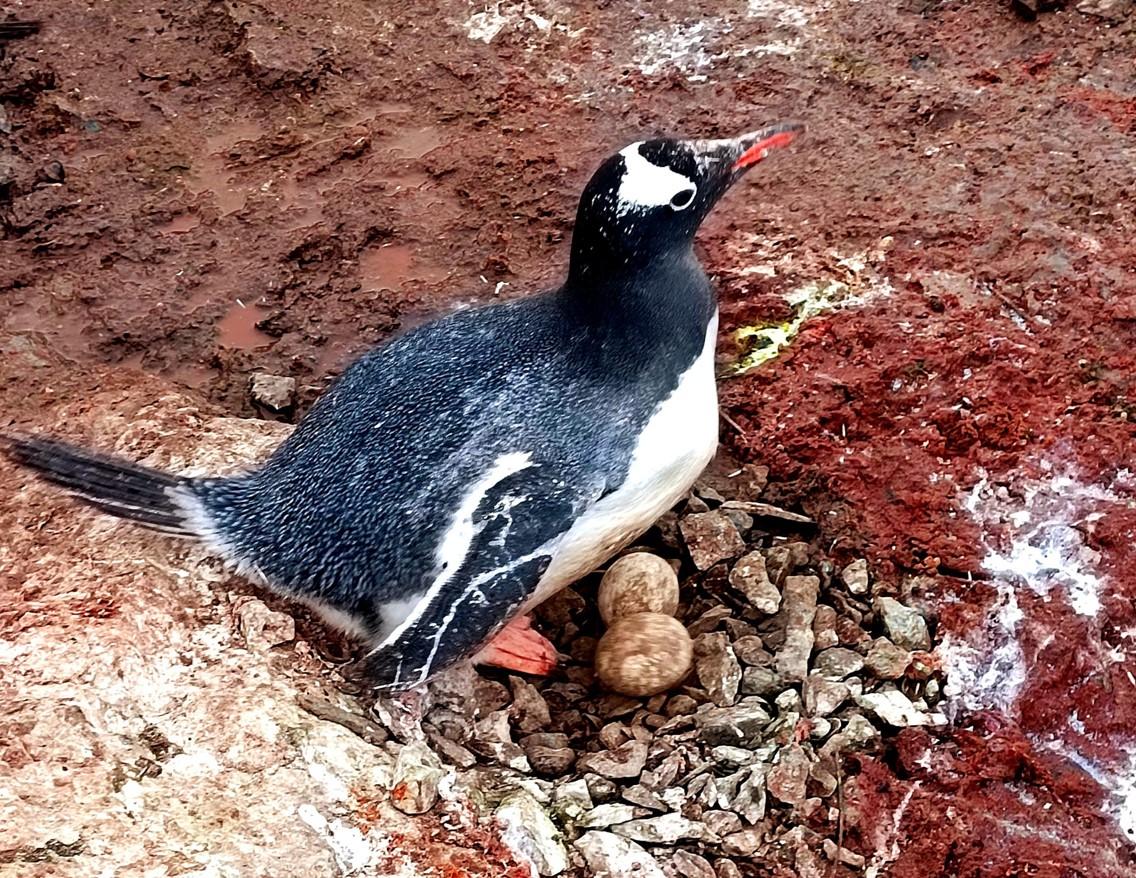 Пингвины возле станции Вернадского отложили первые яйца / фото Национальный арктический научный центр