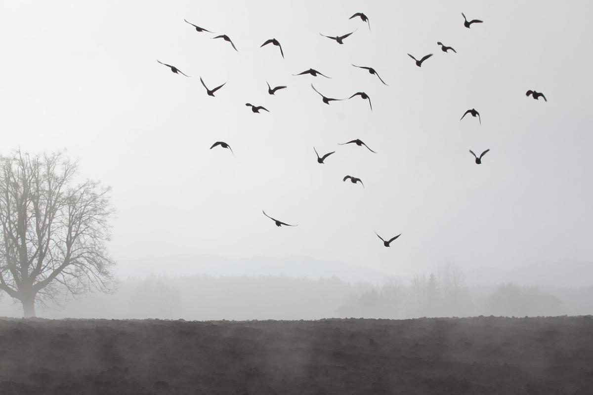 На Харківщині сьогодні буде густий туман / фото Stefan Schweihofer, Pixabay На Харківщині сьогодні буде густий туман / фото Stefan Schweihofer, Pixabay