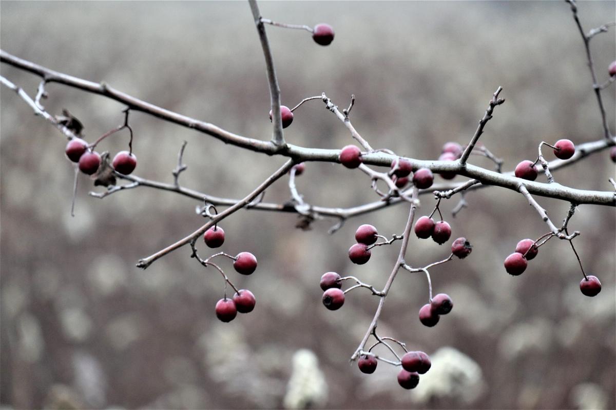 фото Anna, Pixabay