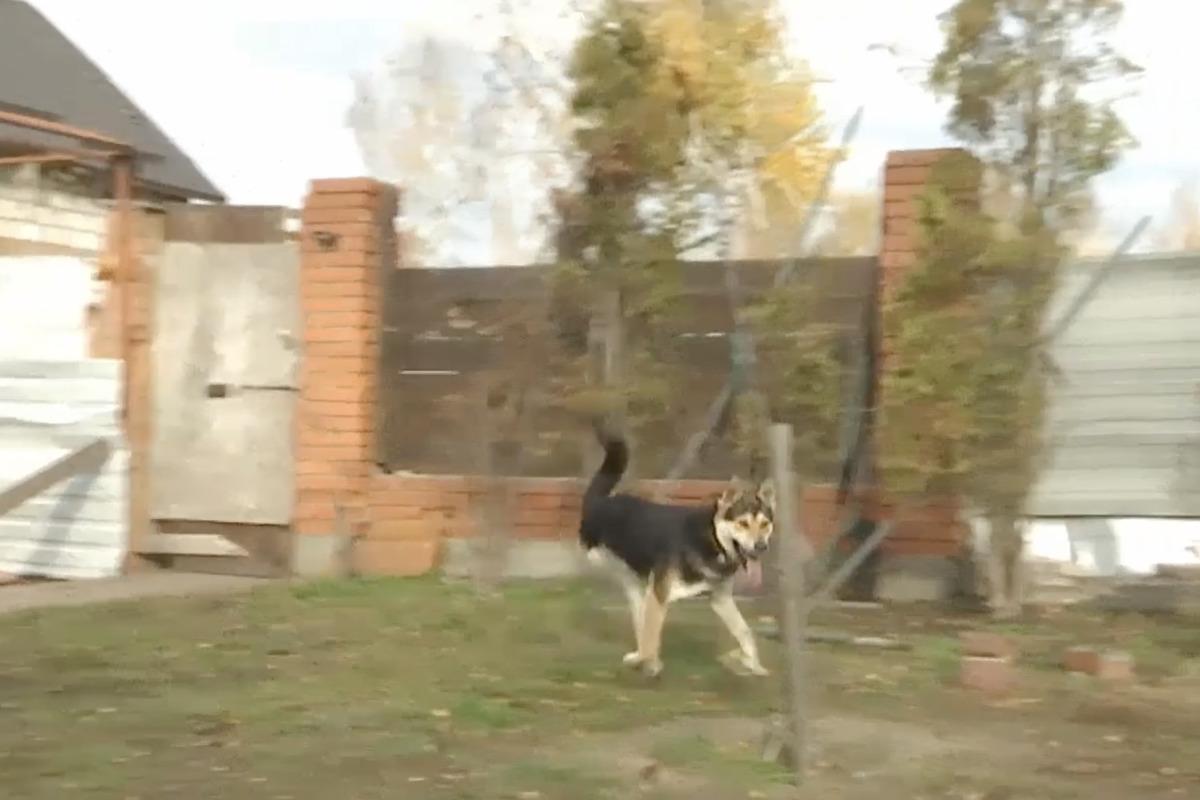 Пес втратив лапу / Скріншот Пес втратив лапу / Скріншот