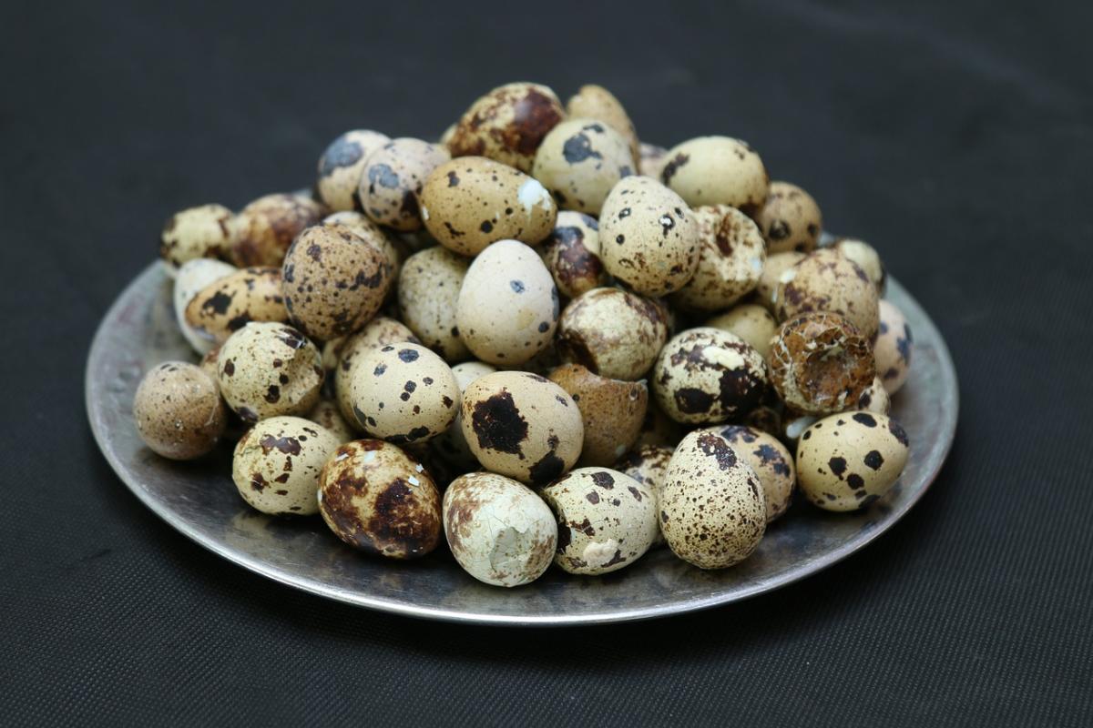 Перепелиные яйца польза и вред / фото pixabay.com