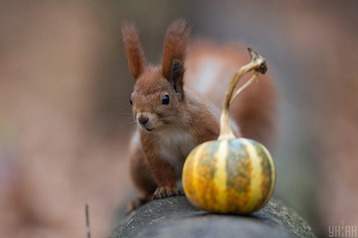 3 жовтня в Києві стане похмуро / фото УНІАН 3 жовтня в Києві стане похмуро / фото УНІАН
