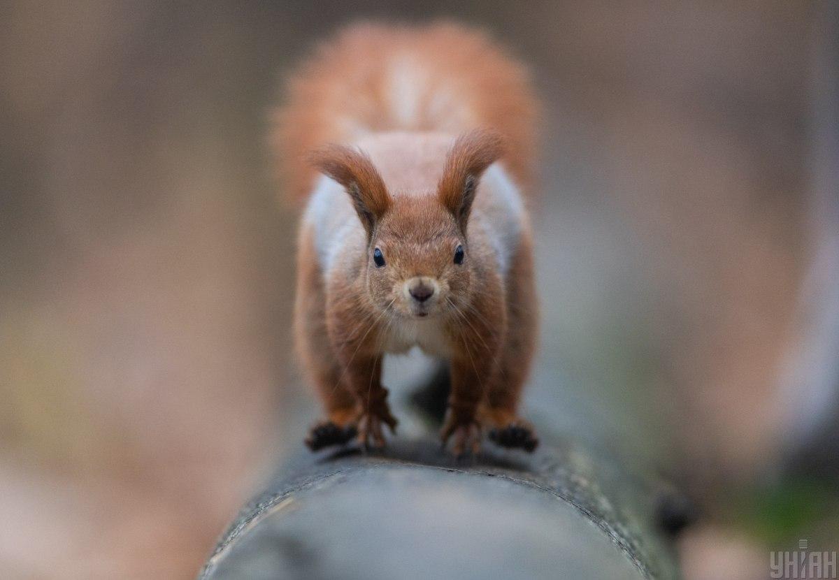 19 березня в Києві буде похмуро, але сухо / фото УНІАН